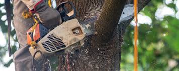 Best Tree Preservation Services  in View Park Windsor Hills, CA