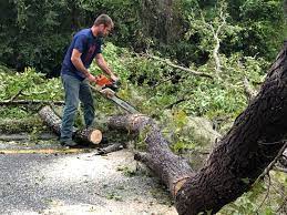  View Park Windsor Hills, CA Tree Removal Services Pros