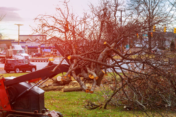 Best Tree Removal  in View Park Windsor Hills, CA