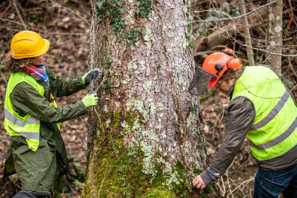 Best Hazardous Tree Removal  in View Park Windsor Hills, CA