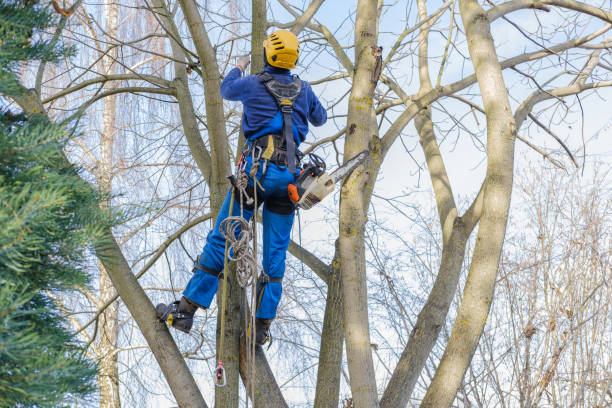 Best Lawn Disease Treatment  in View Park Windsor Hills, CA