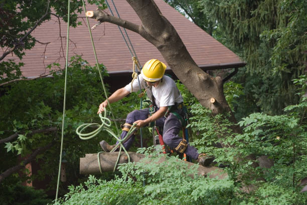 Best Tree Health Inspection  in View Park Windsor Hills, CA