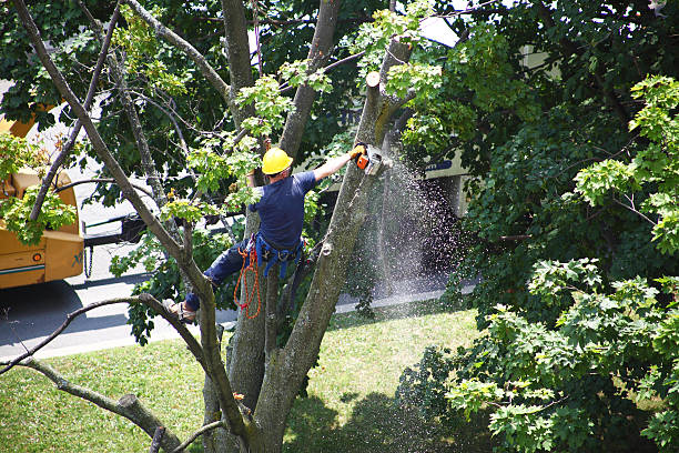 Best Seasonal Cleanup (Spring/Fall)  in View Park Windsor Hills, CA