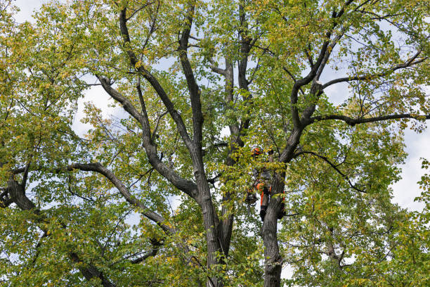 How Our Tree Care Process Works  in  View Park Windsor Hills, CA